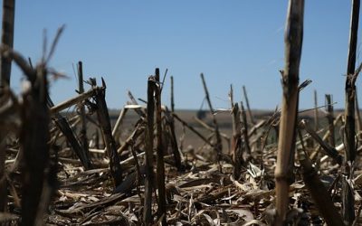 Filière agroalimentaire : les étapes d’une transformation alimentaire